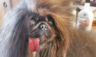 Пекинез спечели титлата "Най-грозното куче на света" (СНИМКИ)