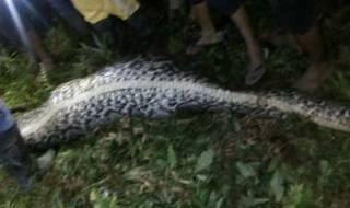 Извадиха мъж от търбуха на питон-чудовище (ВИДЕО)