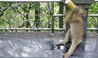 Маймуна-алкохолик ще излежава „доживотна присъда“