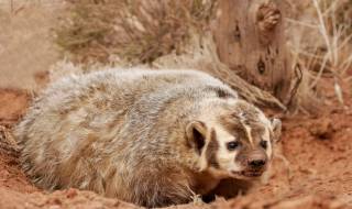 Предприемчив язовец скри цяла крава от учени (ВИДЕО)