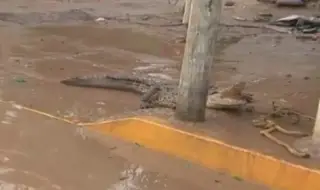 Стотици крокодили плъзнаха по улиците в северно Мексико