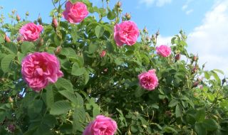 Ниски изкупни цени и липса на пазар унищожават българската розова индустрия