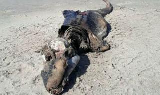 Труп на загадъчно чудовище бе открит на плаж в Уелс (ВИДЕО)