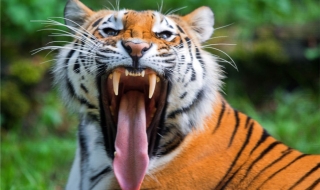 Американка с домашен зоопарк от тигри и маймуни