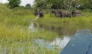 Зрелищна схватка между крокодил и слон (ВИДЕО)