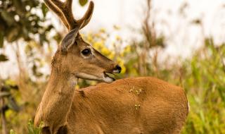 Нюйоркчанин гледал елен като домашен любимец