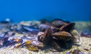 Случайно откритие на дъното на Черно море изненада учените