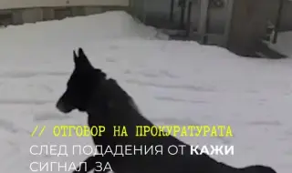 Прокуратурата наруши закона и не разследва смъртта на двете кучета по делото "Петрохан"