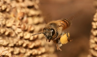 Милиони пчели щурмуваха US магистрала
