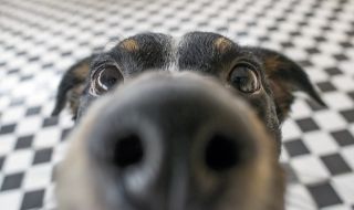 Кучетата "виждат" миризми?