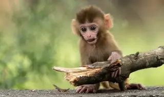 В Германия откриха останки от най-малката известна досега човекоподобна маймуна