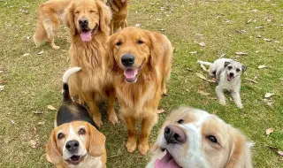 Топ 10 на най-популярните породи кучета по света
