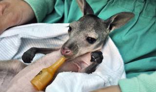 Вижте как похапва сладко бебе кенгуру (ВИДЕО)
