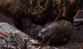 Зрелищният дебют на хипопотамче пигмей (ВИДЕО)