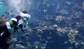 10-годишна традиция: Водолази празнуват Коледа под водата