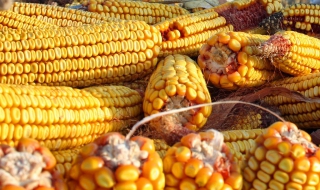 Китай инвестира в най-бедната ни община