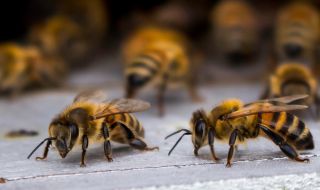 Какво да правим, ако ни ужили пчела?