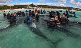Повече от 50 кита загинаха, заседнали на австралийски плаж (ВИДЕО)