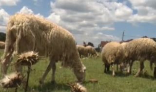 Взимат повторни проби за чума по овцете в Болярово