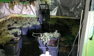 Record: The police hit the 18th drug greenhouse in Varna 