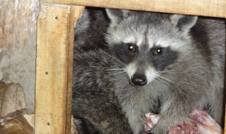 Двойка Миещи мечета в зоопарк Варна