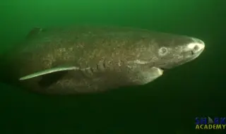 They revealed why the Greenland shark lives for 500 years 