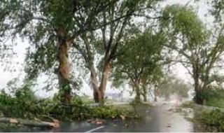Мощен вятър и пороен дъжд събориха десетки дървета в Пазарджишко