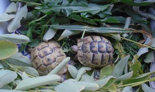 Митничари задържаха две сухоземни костенурки