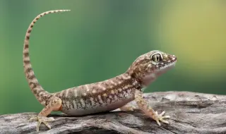 Откриха нов вид гекон в Китай (СНИМКА)