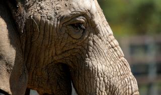Слон уби бракониер, преследващ носорог
