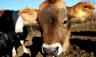 Земеделското министерство към животновъдите: Изпълняваме стриктно поетите ангажименти