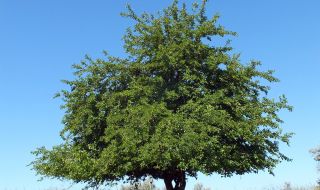 Старата черница във Велики Преслав кандидатства за "Европейско дърво на годината"
