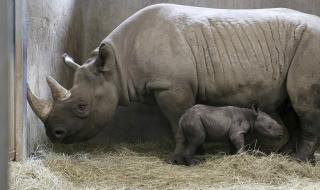 Черният носорог се завърна в Руанда