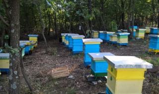 Огнеборци спасиха 100 пчелни кошери от пожар в плевенско село