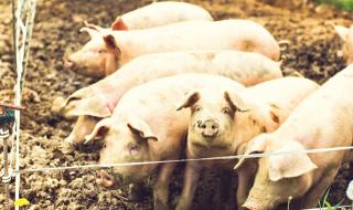 Африканската чума порази индустриална свинеферма в Русенско
