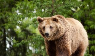 Мечка се нахвърли на известен наш ултрамаратонец