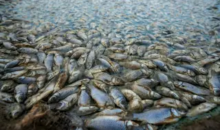 Хиляди риби загинаха заради опустошителните жеги в Мексико (СНИМКИ)