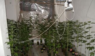 Разбиха домашна оранжерия за марихуана във Видин