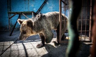 Намериха мъртва мечка от защитен вид близо до Доспат