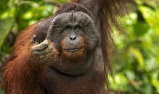 На 45 години почина най-старият орангутан в Северна Америка (СНИМКИ)