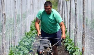 Български краставици пробиха в Румъния