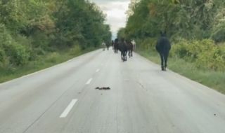 Изтърваха 30 коня на път в Ловешко