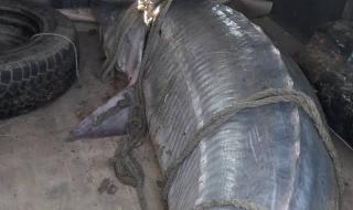 Спасиха 200-килограмова моруна, уловена от бракониери край Силистра