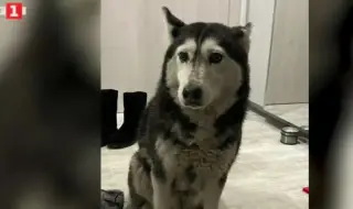 5000 лв. парична гаранция за специализанта, прегазил кучето Мая