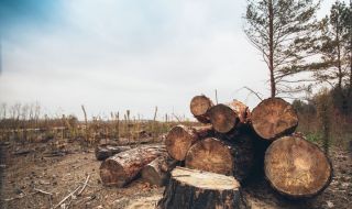 Протест заради недостиг на дърва за огрев