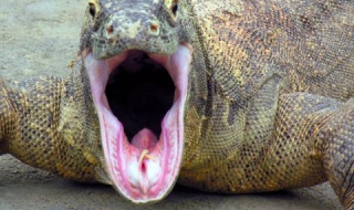 Крокодили на Калотина