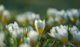 Weather today, forecast for Tuesday, March 10: Mostly sunny. In places low layered clouds or fog before noon