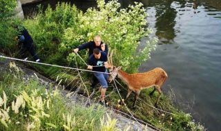 В Чинтулово спасиха еленче, паднало в напоителен канал (СНИМКИ)