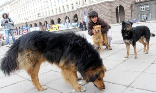 Около 200 хиляди са нерегистрираните кучета в София