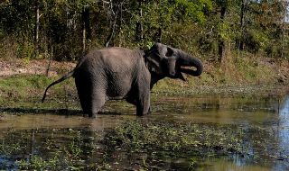Мълния вероятно е убила 18 слона в Индия